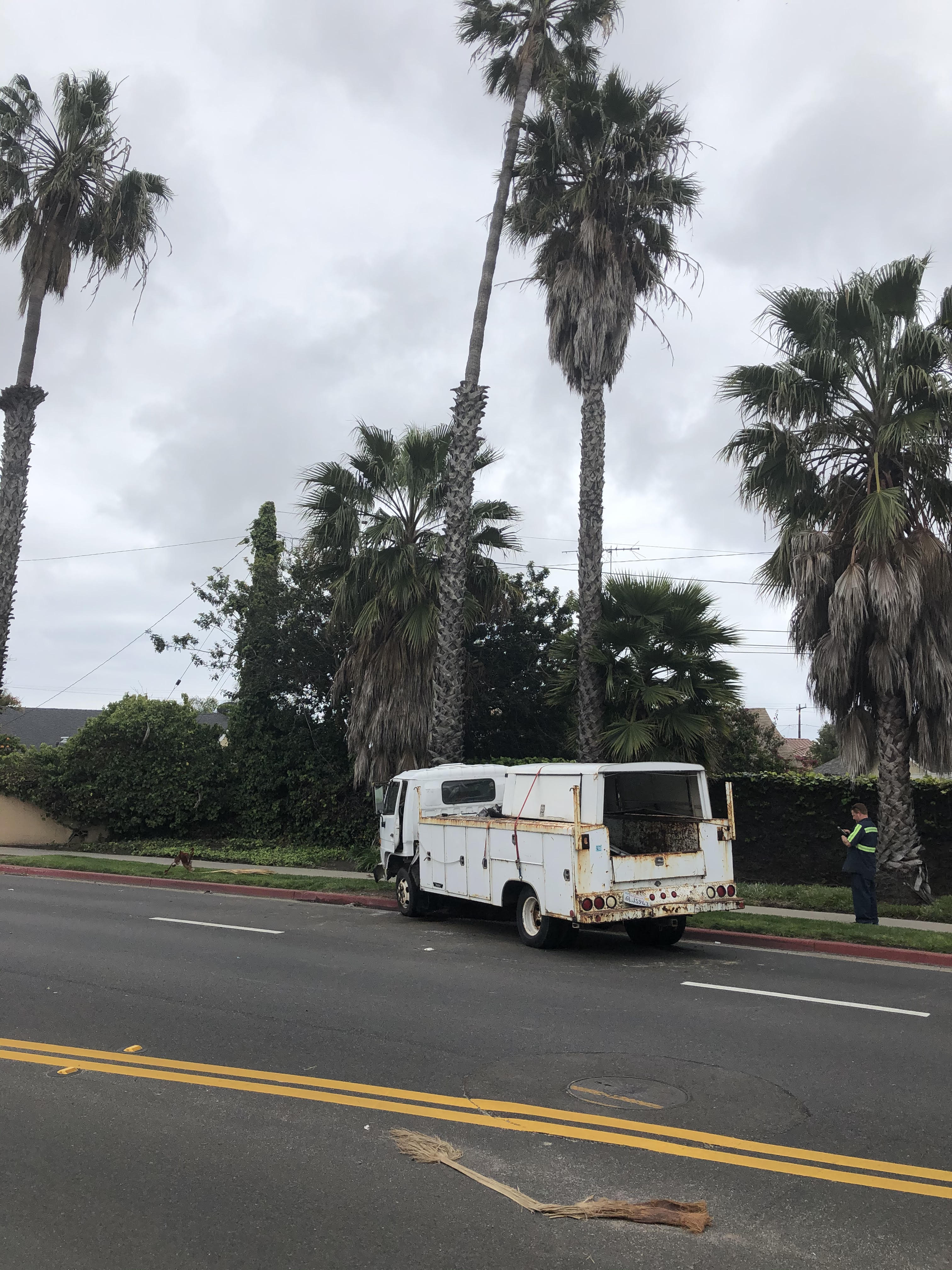 Isuzu truck crashes into palm tree.jpg